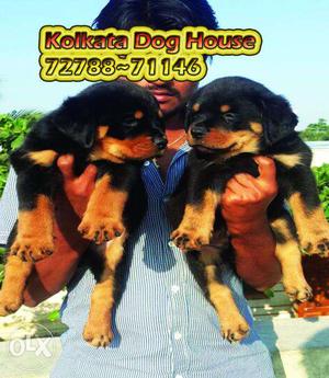 Top Pedigree Rot Wailer Pups available ~ KOLKATA DOG HOUSE