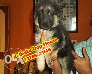 Top Quality German shepherd Pups available ~ KOLKATA DOG