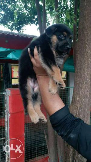 Top quality german and sent bernad puppies ready