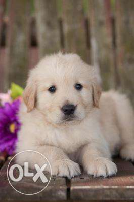 Top quality golden retriever pups available