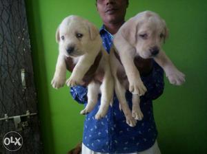 Top quality labrador puppies male  female