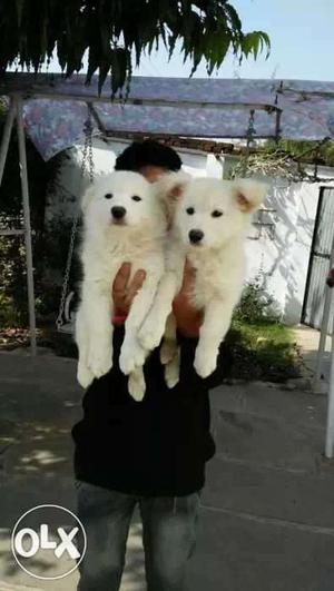 Top quality pomerian pupies male  female