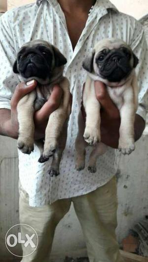 Top quality pug puppies available in honey