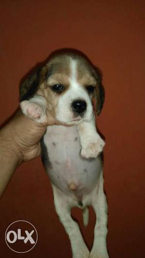 Tri colour heavy beagle puppy in tilak nagar