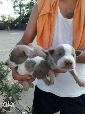 Two American Pit Bull Terrier Puppies