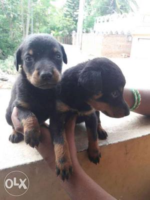 Two Black And Brown Puppy