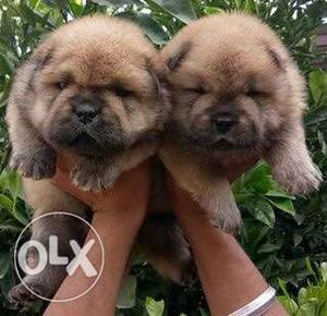 Two Brown Chow Chow Puppies