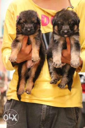Two Long Coated Black-and-brown Puppies