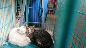 Two White And Black Medium Fur Cats In Blue Pet Cage