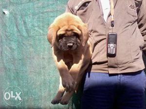 Uk import Lineage English Mastiff pups male rs  n