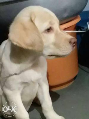 Under 3 Months Old Female Lab The Breed Of Panjab