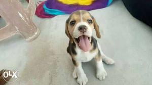 Very active Beagle puppy