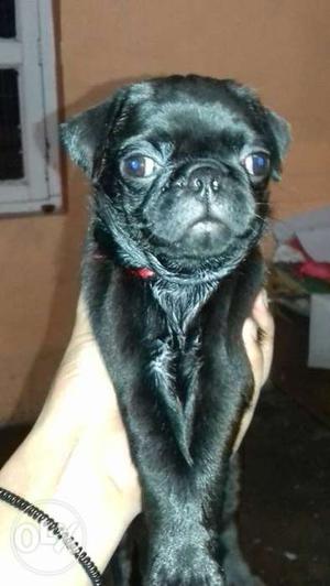 Very active pure black female pug for sale