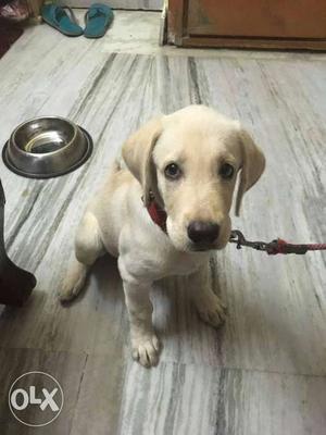 Very cute labrador puppy. Very active. Two months