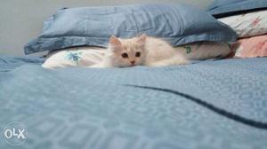 Very cute persian kitten for sale
