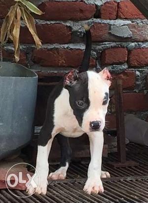 White And Black Pakistani Bully Puppy