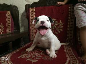 White And Blue American Bully Puppy