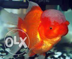 White And Orange Guppy Fish