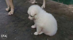 White Indian Spitz Puppy