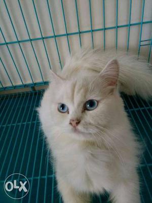 White Long Coated Cat In Cage