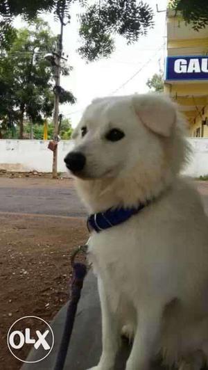 White Long-coated Small-sized Dog
