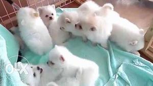 White Pomeranian Puppy Litter