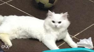 White male Persian Cat for 6k final. No bargain