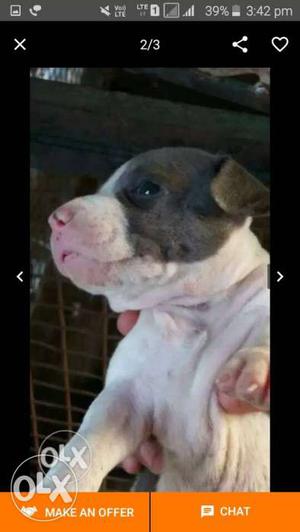 Y pitbull male and female both price  pup