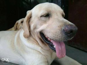 Yellow Labrador Retriever