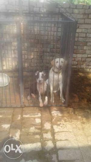 Yellow Labrador Retriever And Black And White Pit Bull