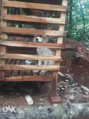 Yellow Labrador Retriever Puppy In Brown Wooden Dog Cage