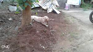 Yellow Labrador female 4 months only