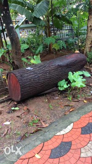 86 inch dia 7 ft long Mahagani wood for sale