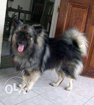 1 Year old German Spitz. Need a Female dog for