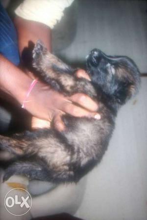 1month German Shepherd Puppy's Available...