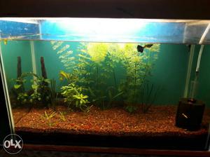 2 feet tank riversand draftwood and plants with