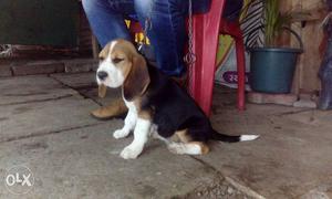2 months old beagle female healthy and playfull i