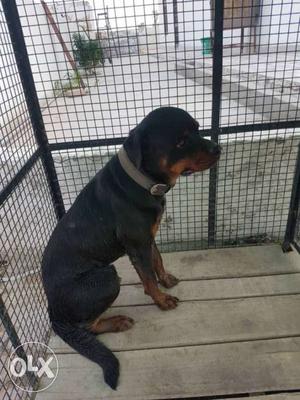 2 year old good quality rottweiler dog for sale