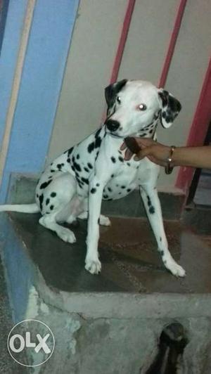 2 years dalmation dog ready for mating good pure