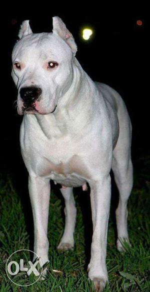 2 years old never been bred Dogo Argentino Female