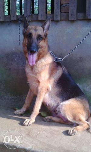 2nd day on hear female german shepperd for sale