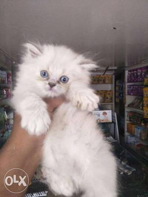 3 white and 1 grey persion kittens for sell