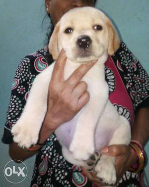 32. Days old champion blood lineage Labrador female puppy