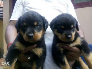 45 days old female rottweiler puppies for sale
