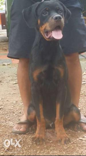 7 months old male rottweiler puppy available for