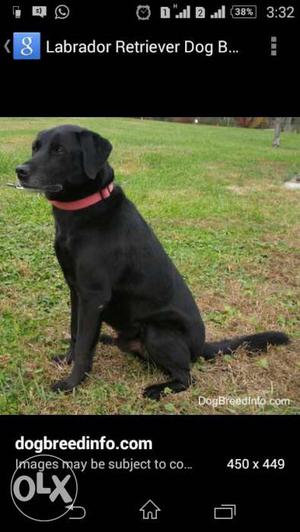 8 Months old Lab Pure breed vaxination clear