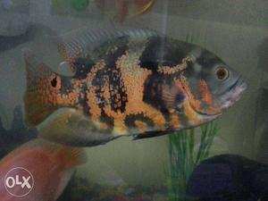 8 inch long black and red Oscar fish beautiful and healthy