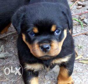 A1 quality from champion blood line rottweiler