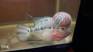 AAA flowerhon fish for sale very good active and