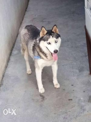 Agouti Siberian Husky